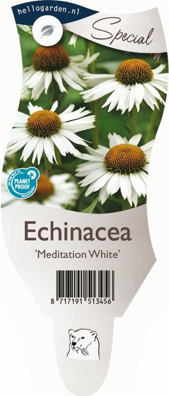 Echinacea 'Meditation White' - P11